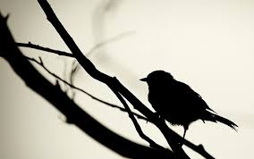 nightengale silhouet