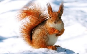 winter-squirrel-hd-wallpapers