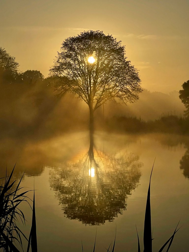 Tree reflected in morning mist at sunrise on the Amstel River.